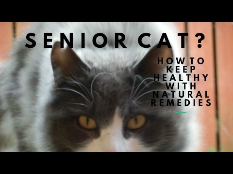 Senior Cat? Natural Remedies For A Quality Life