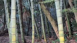 ？チョイ？珍しい？藪ん中？ライト？？木漏れ日、見間違え〜？（笑）