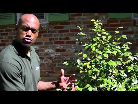 ASEEM LANDSCAPING 7-Tri-Sectional Planting