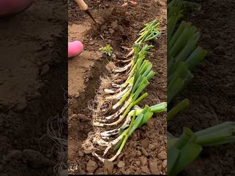 , title : 'Green Onion Farming #satisfying #farming'