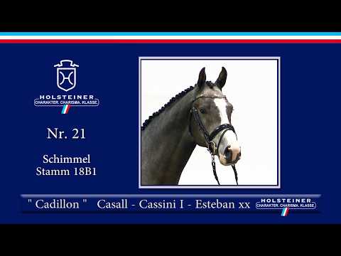 Holsteiner Körlot 2018 | Nr. 21 - CADILLON v. Casall - Cassini I