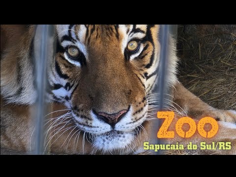 🐅SAPUCAIA DO SUL ZOO/RS. DISCOVER THE PARK AND ITS BEAUTIES - OCTOBER/2024.