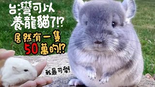 Re: [新聞] 貨車有怪聲 走私50隻龍貓鼠 要全數銷毀