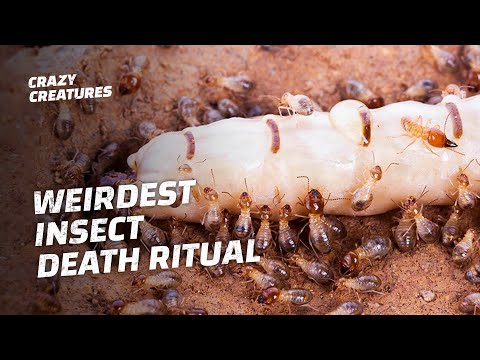 Why Termites Lick Their Own Queens to Death