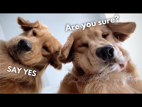 Do You Still Want a Golden Retriever? | Part 2