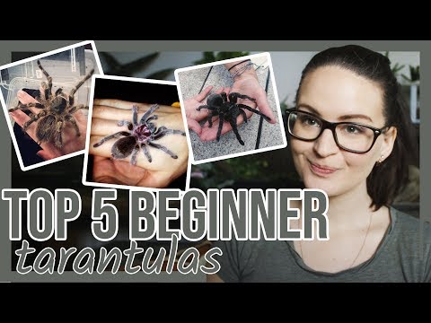 TOP 5 BEGINNER TARANTULAS (I recommend)
