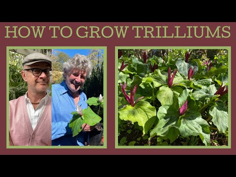 How to grow Trilliums: these delightful woodland plants just need PATIENCE!!