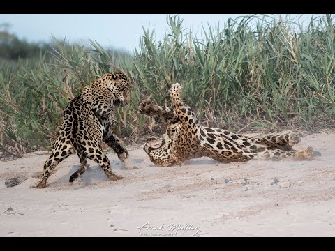 Rarely seen Jaguars Fight!! In Pantanal, Mato Grosso, Brazil 🇧🇷