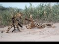Rarely Seen Jaguars Fight In Pantanal Mato Grosso Brazil