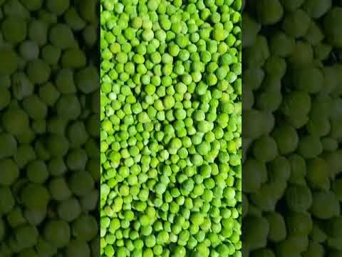 A grade uttrakhand frozen green peas, packaging size: 5 kg