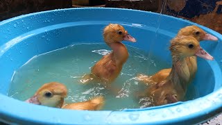 Menemukan BebekBebek Lucu Melompat dan Berenang Renang Minum Air Dikolam Warna Pelangi