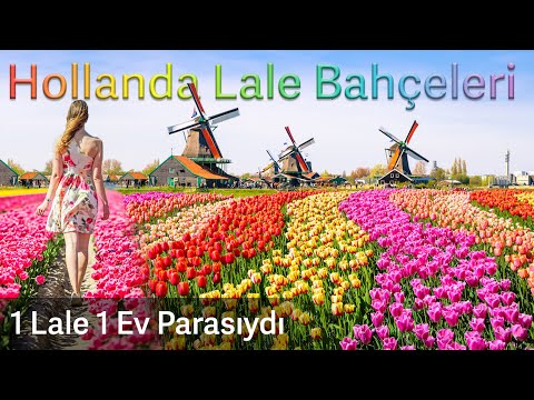 🌷 Hollanda Lale Bahçeleri (1 Lale 1 Ev Parası)