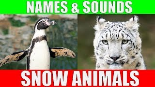 SNOW ANIMALS Names and Sounds for Kids to Learn | Learning Arctic Animals for Children