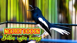 Download lagu KACER NGEPLAY CARI LAWAN, PANCINGAN KACER MALAS BUNYI AGAR CEPAT GACOR mp3