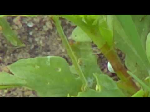 Jan 6, 2017- At Djuma Dam Cam- A very long..ummm.. caterpillar?