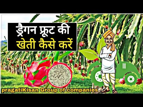 Litchi Plants Wholesalers & Wholesale Dealers in India
