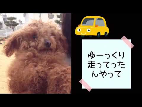 #ワンワンU・x・Uお悩み相談室 1️⃣0️⃣0️⃣〜越前市「クルンくん」🐶通園・通学バス🚌の停車時、横を通り過ぎる時は徐行と安全確認👀