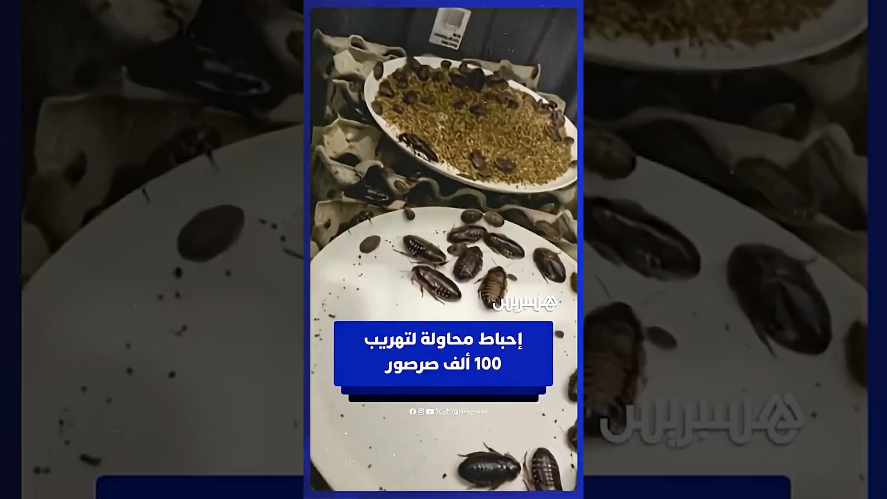 خلال عملية مداهمة لمربي الحشرات.. وكلاء حماية الحيوانات البرية يحبطون محاولة تهريب 100.000 صرصور thumbnail
