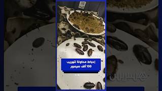 خلال عملية مداهمة لمربي الحشرات.. وكلاء حماية الحيوانات البرية يحبطون محاولة تهريب 100.000 صرصور thumbnail