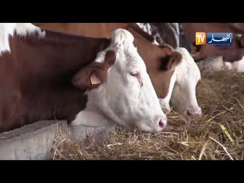 , title : 'تربية الأبقار المنتجة للحليب .. واقع صعب يرهن نجاح المستثمرين'