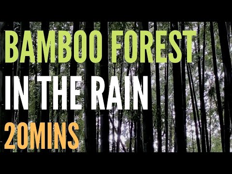 20 minutes of Rain Sounds and Rustling Bamboo leaves in the wind for sleep / relaxation
