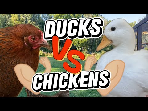 Ducks vs Chickens: Which One Is Better For Your Backyard Flock?