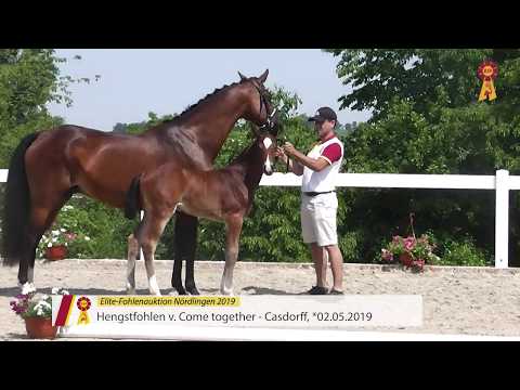 Fohlen von Come together x Casdorff