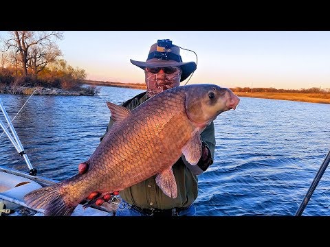 image-Are buffalo fish good to eat?