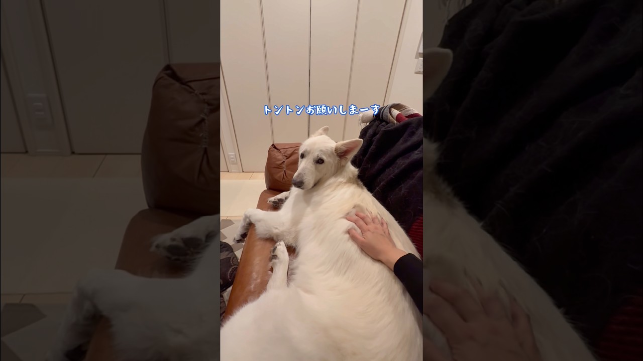 会社から帰って来たママをしっかりチェックする大型犬【ホワイトシェパード】　#shorts