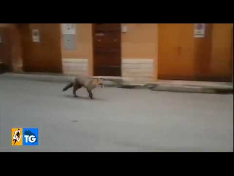 Jesi avvistata una volpe a spasso per il centro storico
