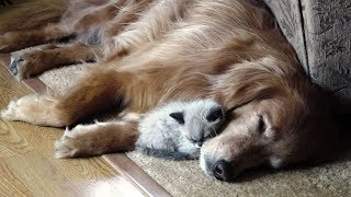 Dogs Meeting Kittens For The First Time