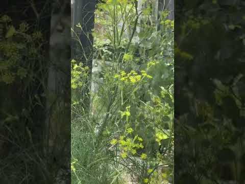 フェンネルハニー:これが家庭薬を自分で作る方法です 植物