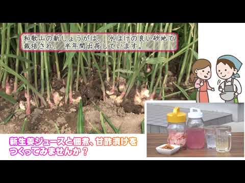 和歌山の新生姜でつくろう。ジュース、佃煮、甘酢漬け。