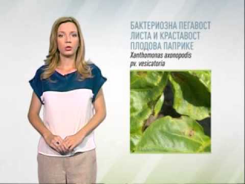 Zelena prognoza 17.7.2014. - Stanje u usevima paprike