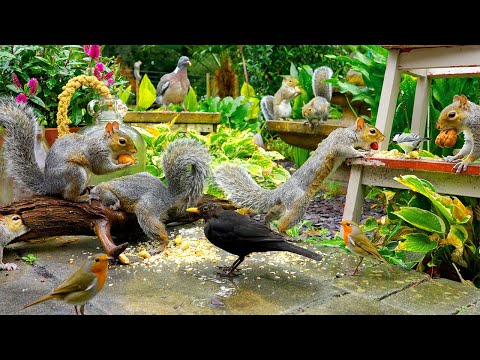 🔴 CAT TV 24/7 🕊️ Beautiful Birds & Squirrels by the Bottles 🐿️ Bird videos for cats to watch HDR