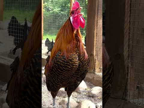 , title : 'Goldener Brakel Hahn kräht - Golden braekel rooster crowing - Campine chicken - Seltene Hühnerrasse'