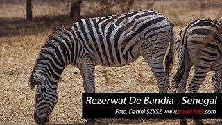 preview picture of video 'Rezerwat De Bandia  - Senegal'