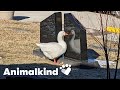 Widowed Goose Gets A Second Chance At Love Animalkind Goodnews