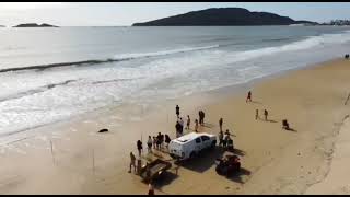 Lobo marinho é resgatado na Praia dos Ingleses 