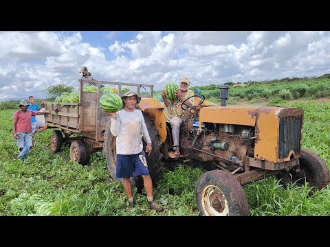 FARTURA NA ROÇA VEJA COLHEITA DE MELANCIA EM VERDEJANTE NO SERTÃO PERNAMBUCANO.