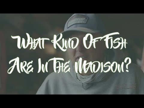 Trout Stalkers FAQs Series: What kind of fish are in the Madison River?