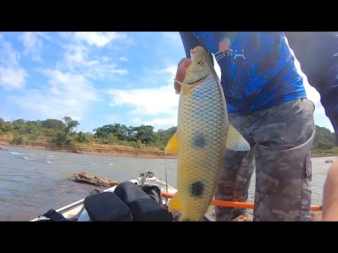 MUITO PIAU NA VARA TELESCÓPICA. Pescaria nas corredeiras do Rio Jacuí 