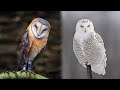 10 Most Beautiful Owls On Planet Earth