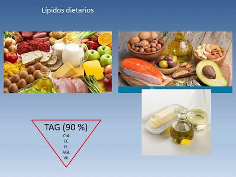 Seminario Metabolismo de Lipidos I  Parte A