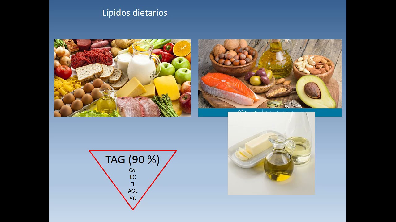 Seminario Metabolismo de Lipidos I  Parte A
