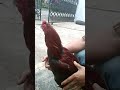Ciri Ciri Ayam Pembunuh