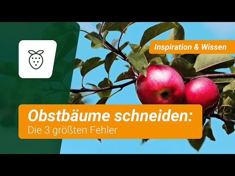 Obstbäume schneiden: Die 3 größten Fehler