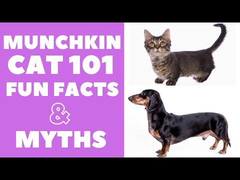 Munchkin Cats 101 : Fun Facts & Myths