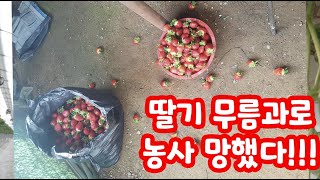 딸기... 과다 다 무름증상??? 으로 망하겠습니다!!!! 무름 증상의 예방법은?