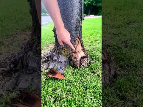 Great ways to kill your tree!  #thejamesbattonshow #killyourtree #gardening #landscape #education